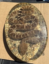 Rare real diamondback for sale  San Antonio