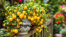 Lemon sherbert micro for sale  Olean