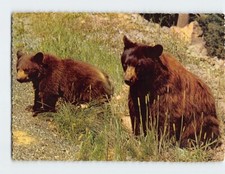 Postcard american black for sale  Almond