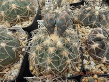 Samen seeds gymnocalycium gebraucht kaufen  Düsseldorf
