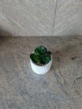 kunstpflanzen orchidee gebraucht kaufen  Iggensbach