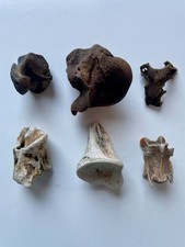 Bones skull taxidermy for sale  EDINBURGH
