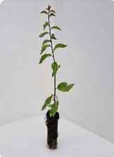Blackthorn prunus spinosa for sale  INVERNESS