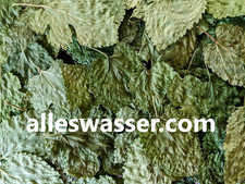 Bio maulbeerblätter grün gebraucht kaufen  Aachen