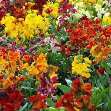 Wallflower fair lady for sale  GRIMSBY
