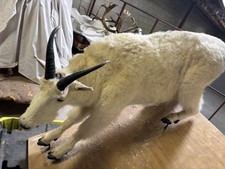 Rocky mountain goat for sale  Tucson