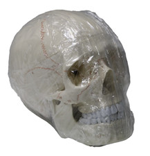 Lebensgroßes anatomisches mod gebraucht kaufen  Delbrück