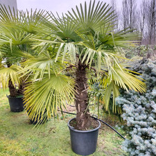 Palma cinese trachycarpus usato  Olgiate Molgora