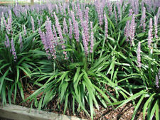 Liriope muscari pee for sale  Decatur
