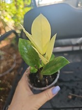 Variegated plant zamioculus for sale  Englewood