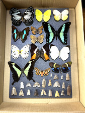 Beautiful butterflies moths. for sale  POOLE
