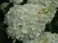 Hydrangea polar bear for sale  STOKE-ON-TRENT