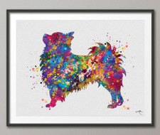Chihuahua long haired d'occasion  Expédié en Belgium