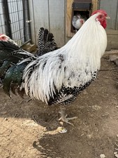 Silver deathlayer hatching for sale  East Rochester