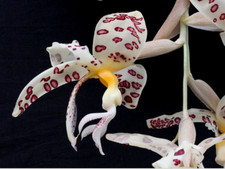 Espèce orchidée stanhopea d'occasion  Paris XV