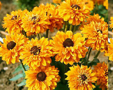 Plug plants rudbeckia for sale  BANBRIDGE