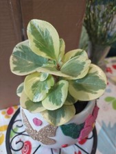Baby rubber plant for sale  MILTON KEYNES
