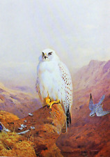 Greenland falcon print for sale  COLNE