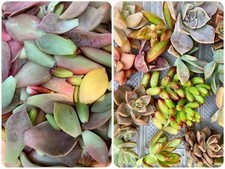 Varieties colorful succulent for sale  Rohnert Park