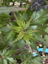 japanese maple 10 for sale japanese maple 10 for sale Independence