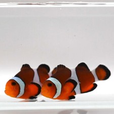 Mocha ocellaris clownfish for sale  North Hills
