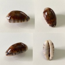 Cypraea listeri melanica usato  Roma