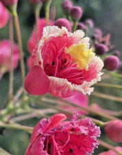 Pink pride barbados for sale  Hialeah