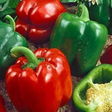 Sementes de pimenta California Wonder Bell, NÃO TRANSGÊNICA, ORGÂNICA, HERANÇA - Frete Grátis! comprar usado  Enviando para Brazil