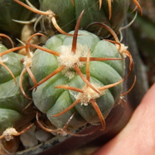Echinocactus horizonthalonius  gebraucht kaufen  Düsseldorf