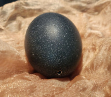 Blown emu egg for sale  Glencoe