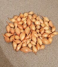 Centurion onion sets for sale  NEWTON-LE-WILLOWS