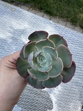 echeveria cante for sale  Huntley