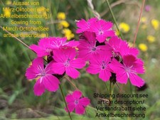 Chiodo certosa dianthus usato  Spedire a Italy