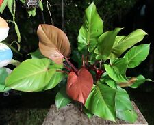 Philodendron mccolley finale for sale  Hollywood