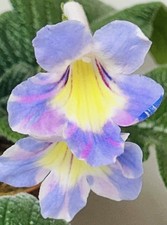 Streptocarpus plant. bristol for sale  Summerville