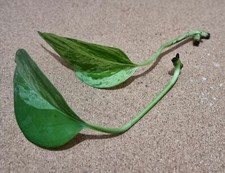 Marble pothos nitrate for sale  DERBY