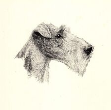wire hair terriers fox for sale wire hair terriers fox for sale Harborton