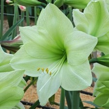 Amaryllis luna bulb for sale  Hayden