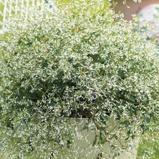 Euphorbia silverfog white for sale  UK