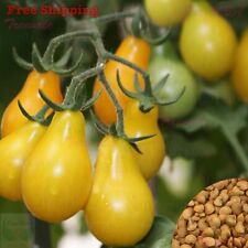 Yellow pear tomato for sale  Ontario