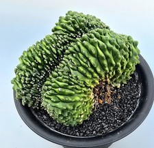 Großer gymnocalycium spineles gebraucht kaufen  Obertshausen