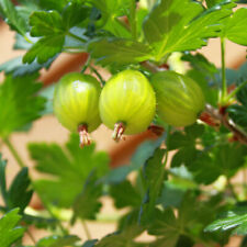 Gooseberry invicta plant for sale  PETERBOROUGH