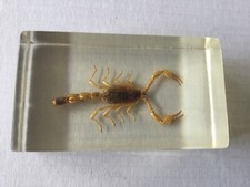 Real scorpion bug for sale  HASTINGS