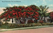 royal poinciana tree for sale  Midlothian