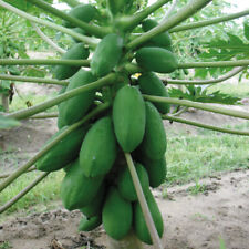 Papaya sunnybees plug for sale  LLANDYSUL