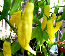Aji lemon drop for sale  LONDON