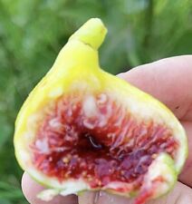 Fig tree cuttings for sale  Fresno
