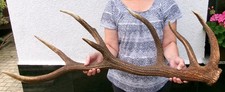 Kapitale abwurfstange 5kg gebraucht kaufen  Frankenblick, Schalkau