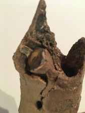 Höhlenbär fossil versteineru gebraucht kaufen  Gilching