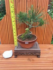 japanese bonsai tree for sale japanese bonsai tree for sale PETERBOROUGH